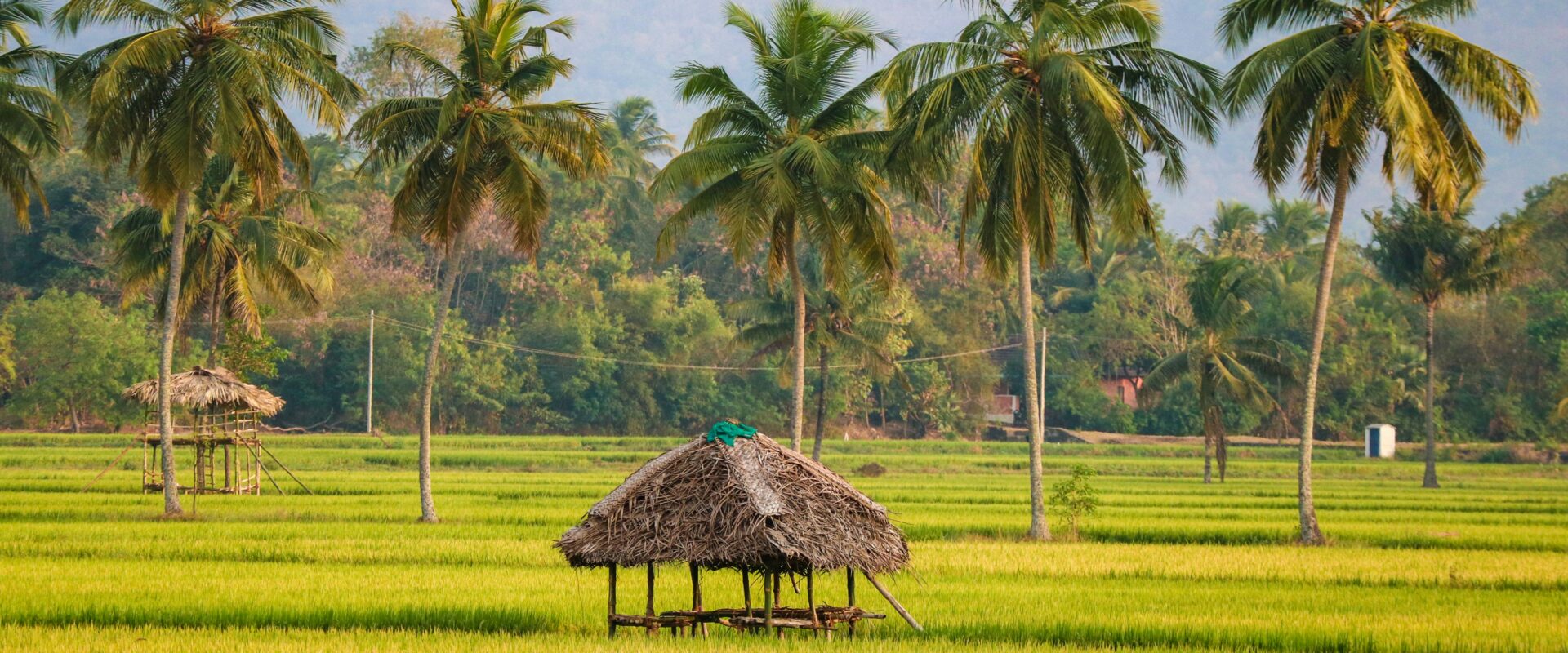 Circuit – Inde du Sud du Tamil Nadu au Kerala